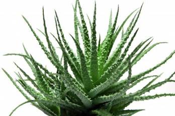 The Aloe Vera in the composition of the Men in Defense of
